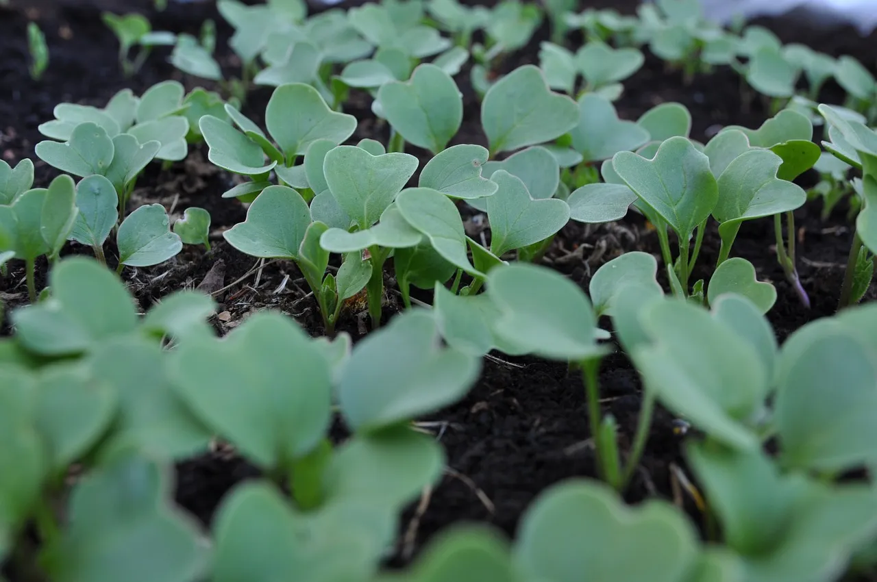 Get the Timing Right - Planting Season Is Everything (Image Credits: Pixabay)