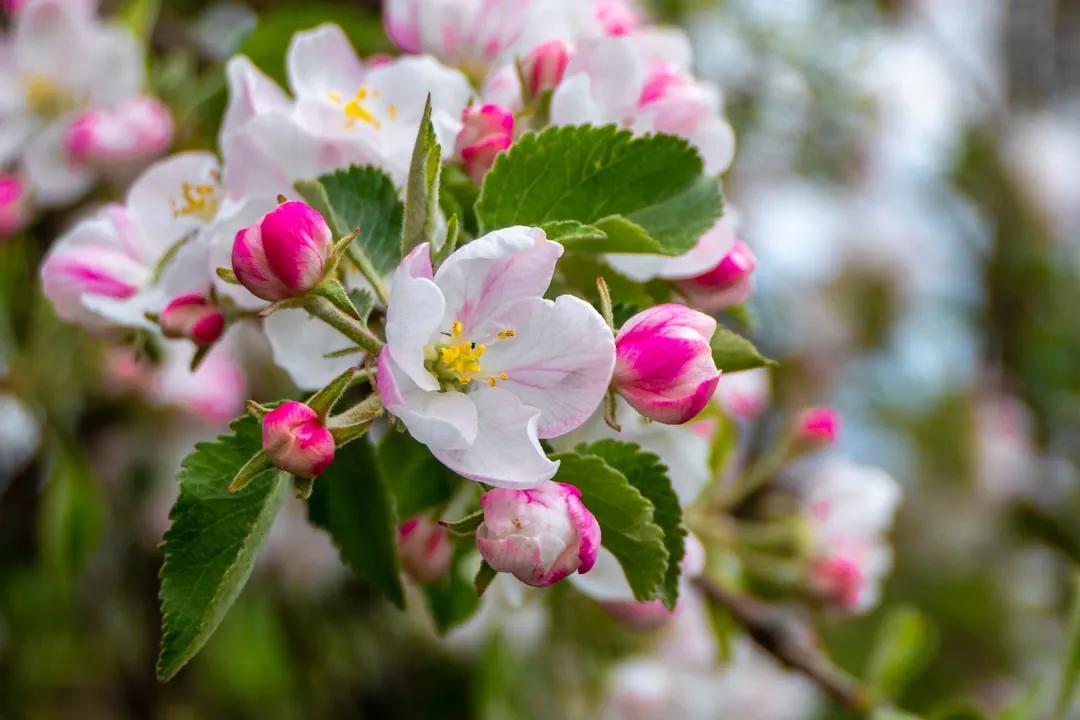 Apple Trees: Why One Tree Rarely Delivers (Image Credits: Unsplash)