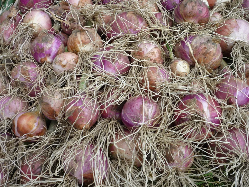Onions and Garlic: Shallow Roots, Easily Outcompeted (Effervescing Elephant, Flickr, CC BY-SA 2.0)
