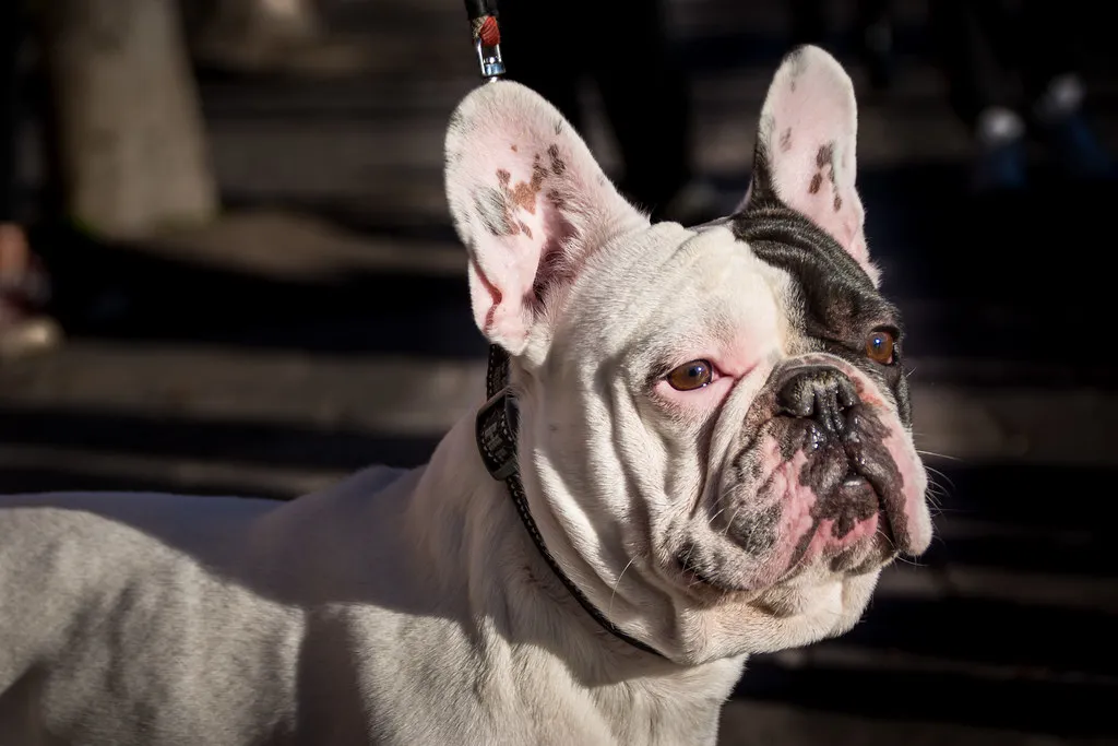 Why Breed Size Changes the Numbers (www.ralfsteinberger.com, Flickr, CC BY 2.0)