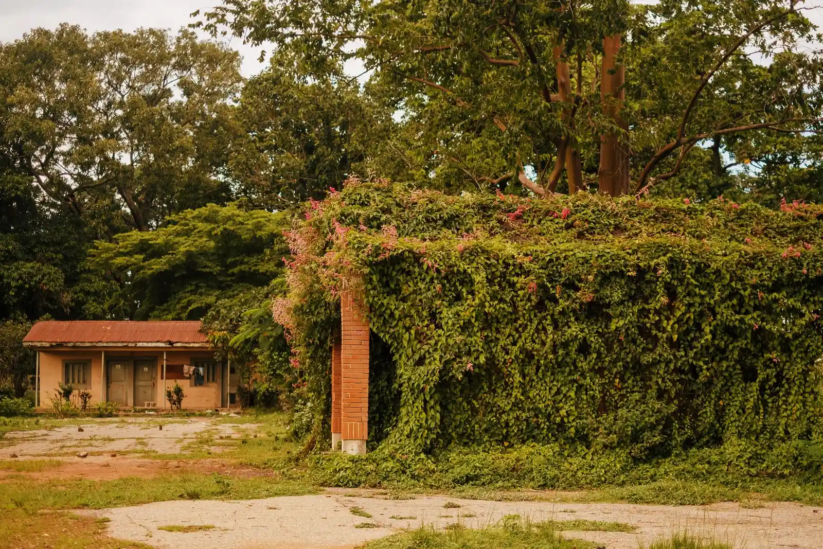 3. Overgrown Landscaping That Provides Cover (Image Credits: Pexels)