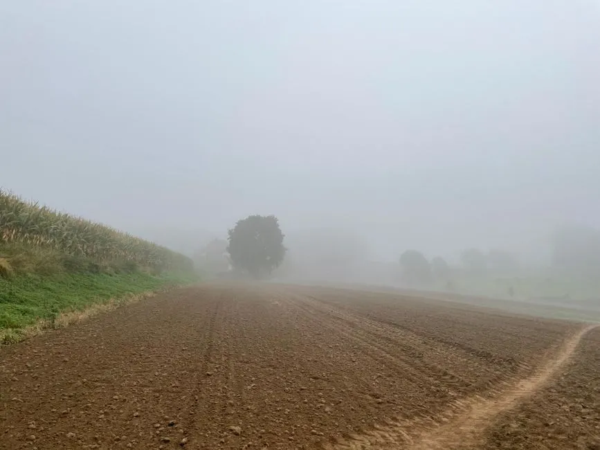 What the Fog Actually Does to Your Garden Soil and Plants (Image Credits: Pexels)