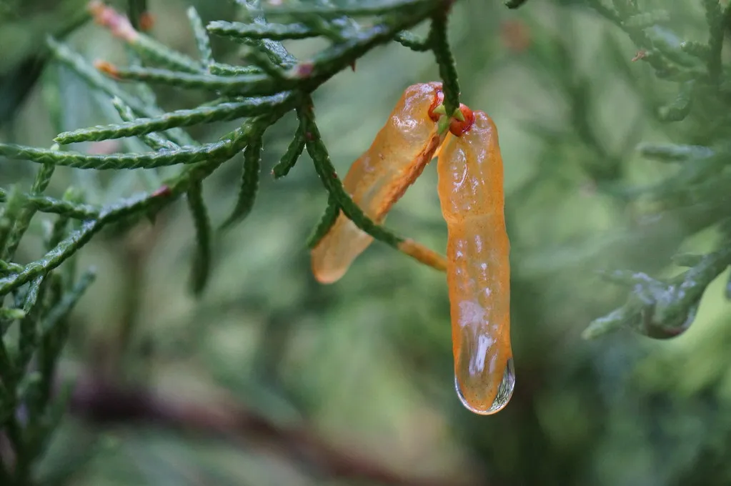 A Phenomenon Worth Understanding (ikewinski, Flickr, CC BY 2.0)