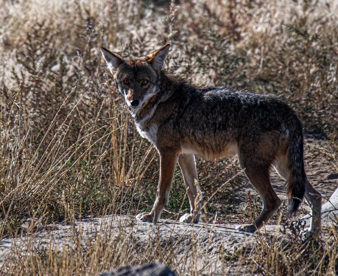 Approaching Humans Without Being Provoked (Image Credits: Unsplash)