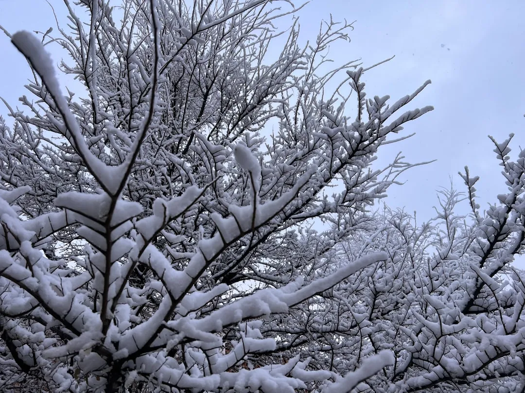 The Case for Late Winter Pruning (Image Credits: Unsplash)