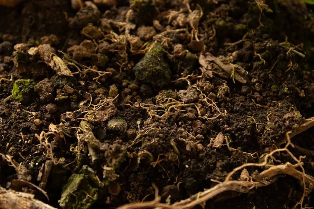 The Roots Have Already Started to Rot (Image Credits: Unsplash)
