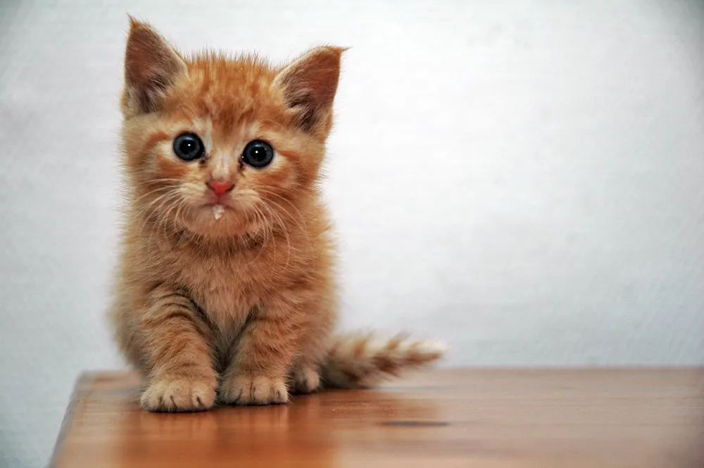 The Purr and the Drool Often Go Together (Joseph SARDIN, Flickr, CC BY 2.0)