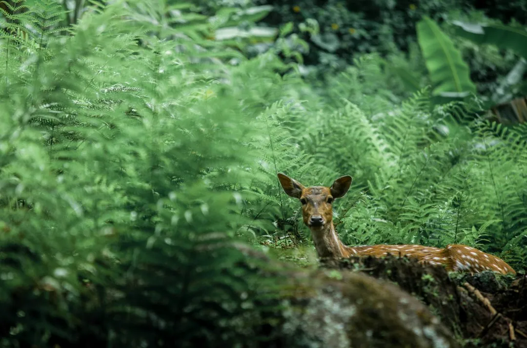 The Wildlife and Pest Paradox (Image Credits: Unsplash)
