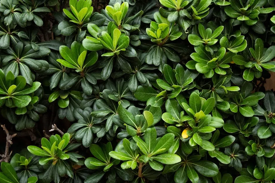 5. Pachysandra: The Go-To for Deep Shade (Image Credits: Pexels)