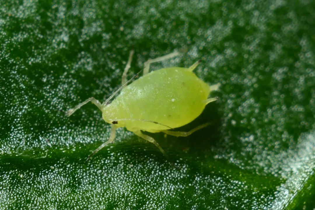 Nasturtiums for Aphids, Whiteflies and Beetles (Image Credits: Unsplash)