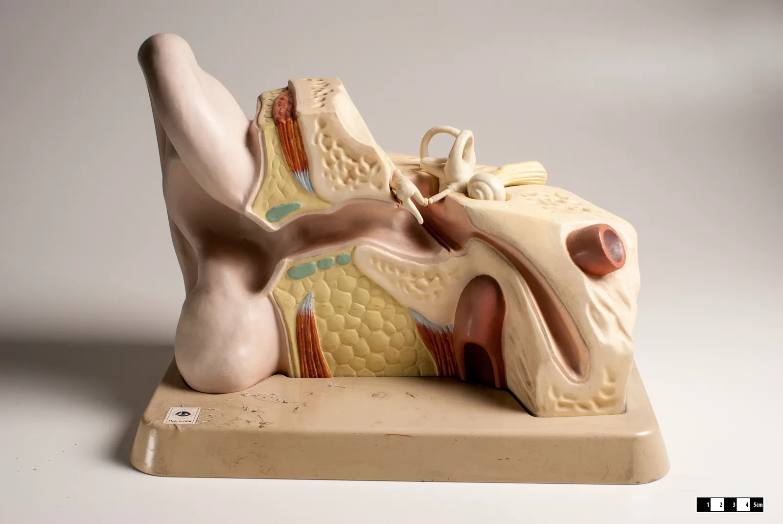 The Patulous Tube: When It Stays Open Instead of Closed (Museum of Veterinary Anatomy FMVZ USP / Wagner Souza e Silva, CC BY-SA 4.0)
