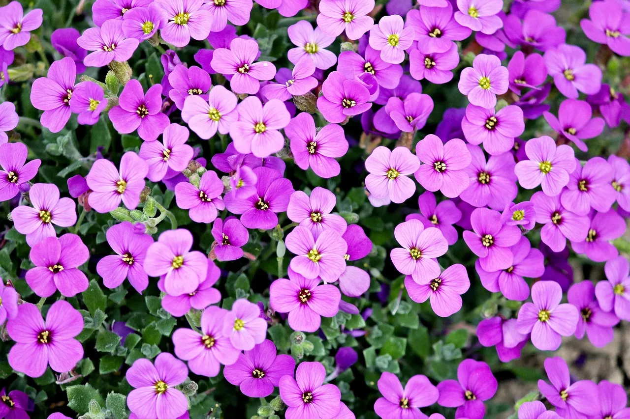 Selecting the Right Mid-Layer Perennials (Image Credits: Pixabay)