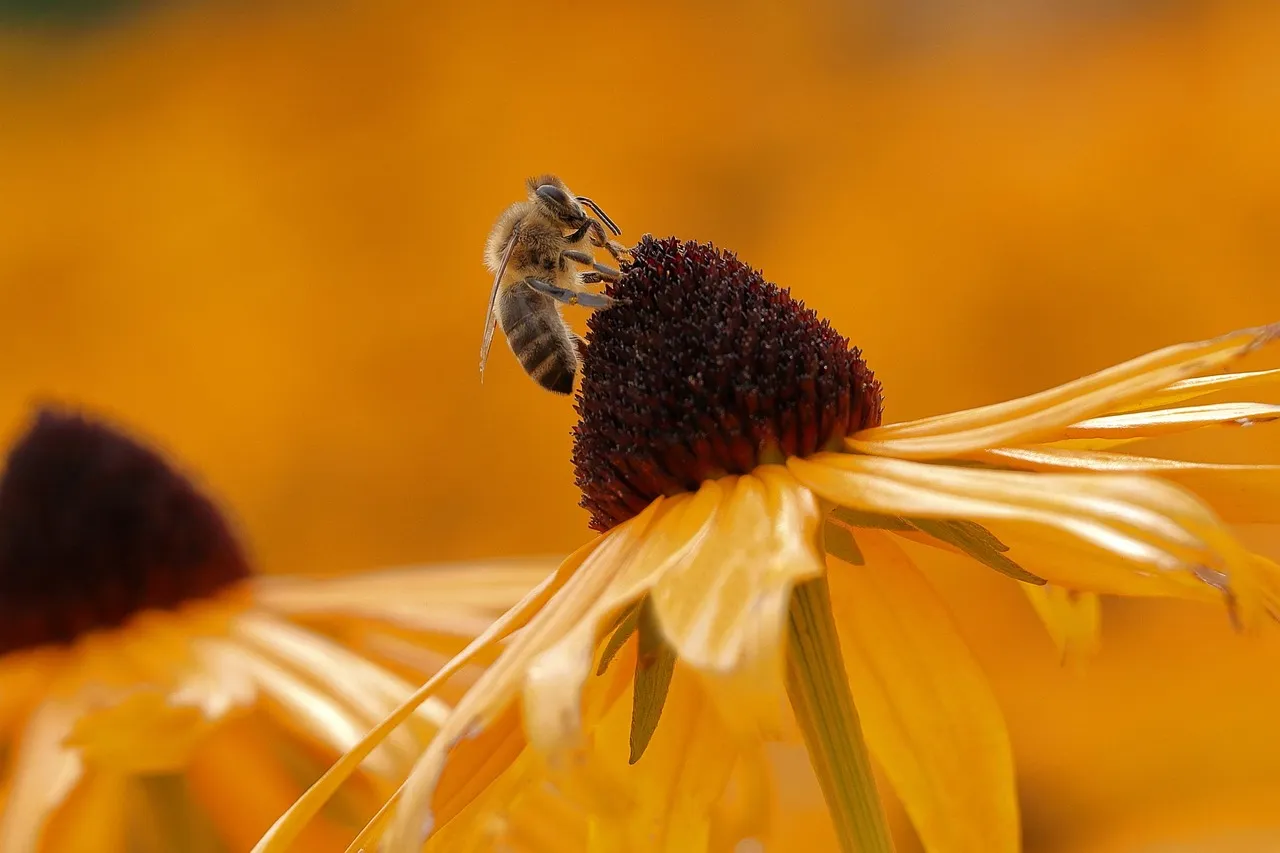 7. Black-Eyed Susan (Rudbeckia hirta) (Image Credits: Pixabay)