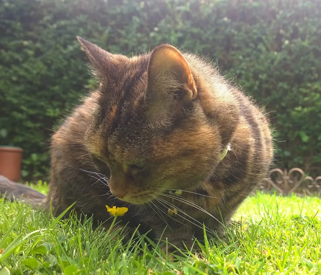 When Grass Becomes a Safety Concern (Thanks You For Visting..., Flickr, CC BY-SA 2.0)