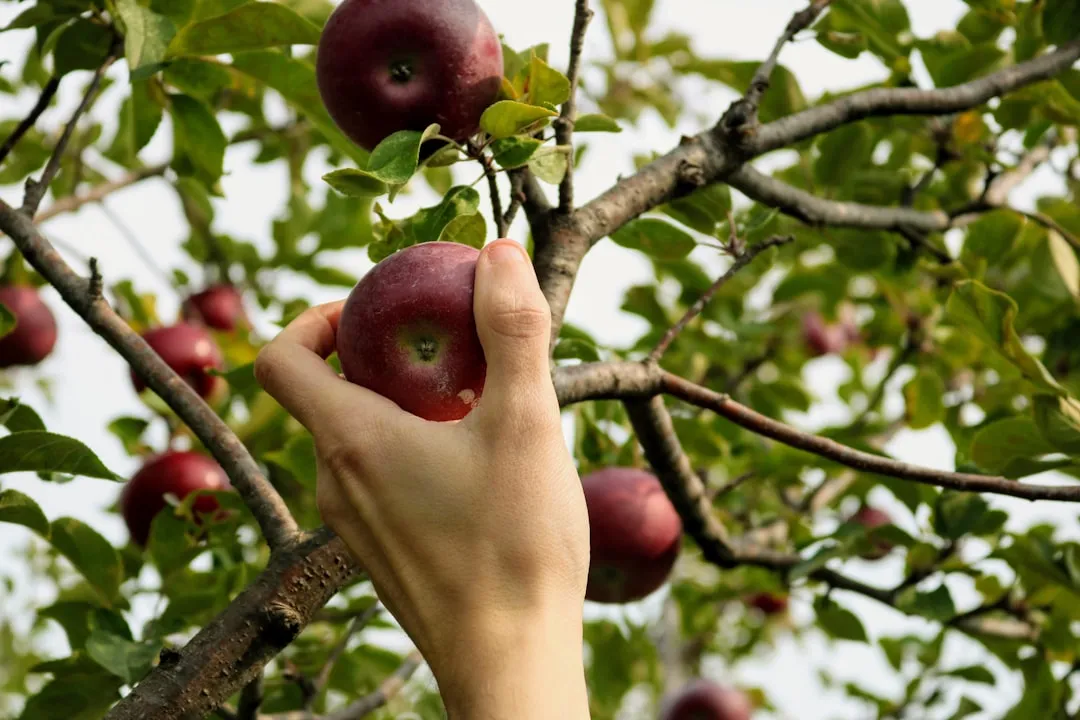 Fruit Trees Respond Hard to Timing Errors (Image Credits: Unsplash)