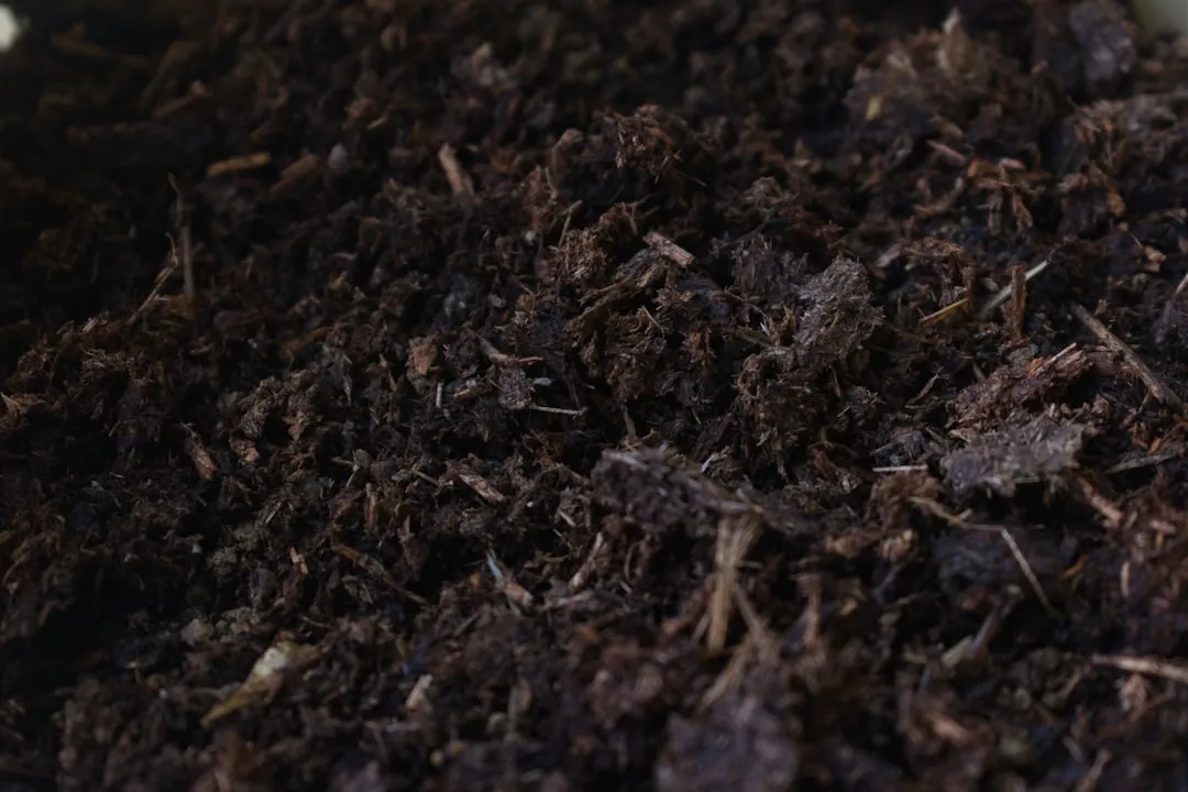 Soil Mix and Initial Preparation (Image Credits: Unsplash)