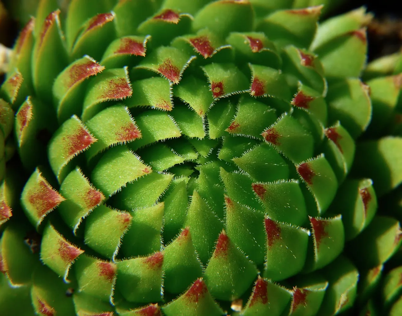 2. Sedum / Stonecrop (Sedum spp.) (Image Credits: Pixabay)