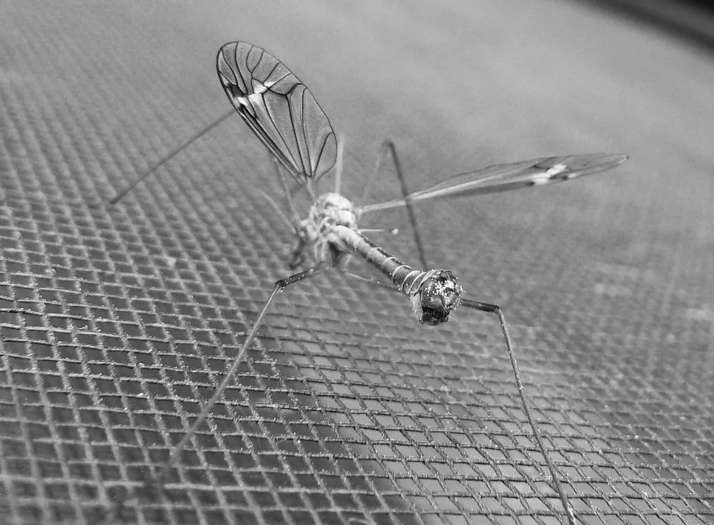 Screening and Maintenance Gaps That Enable the Problem (aresauburn™, Flickr, CC BY-SA 2.0)