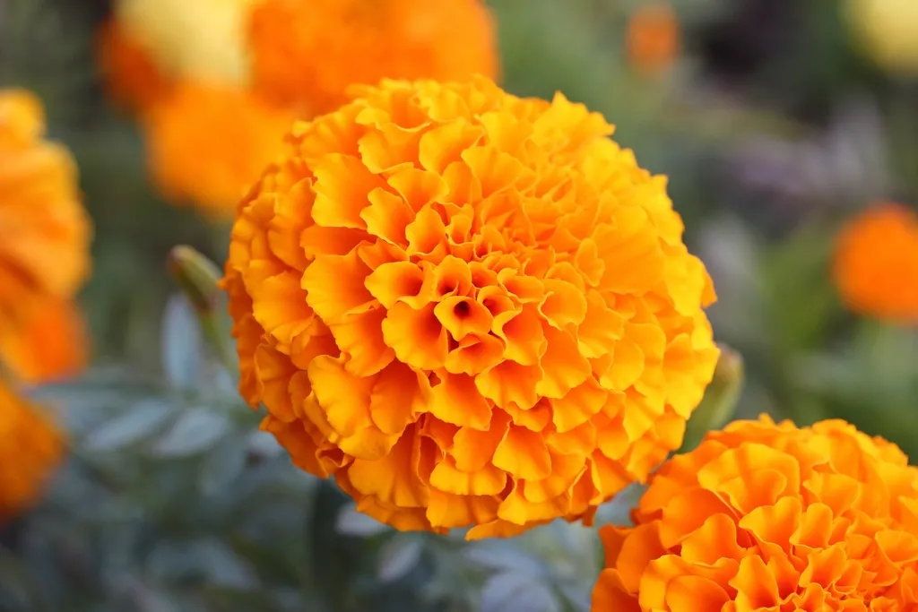 Stopping Deadheading Too Early in the Season (Image Credits: Rawpixel)