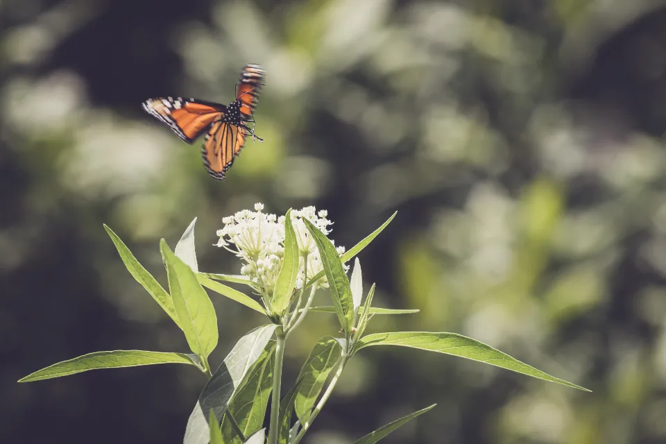 A Federal Listing and Why Your Garden Now Matters More Than Ever (Image Credits: Stocksnap)