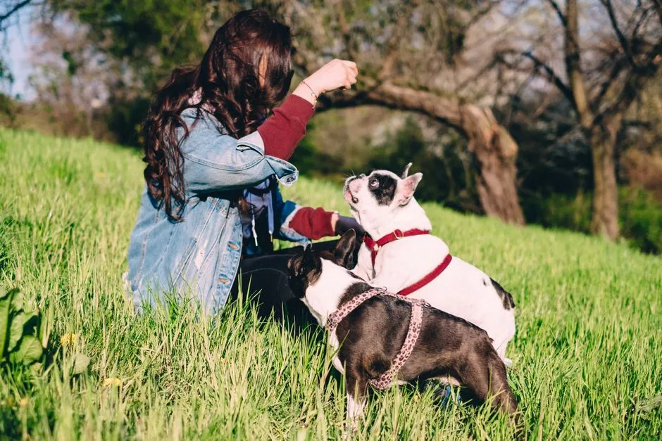 When Owners Accidentally Train the Behavior (Image Credits: Pexels)