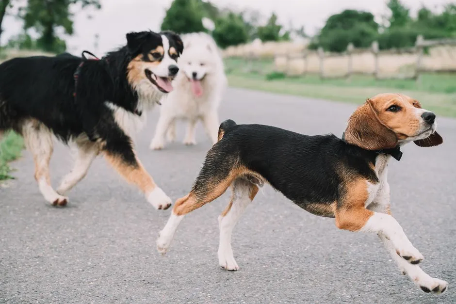 When a Sound Signals Something Serious (Image Credits: Pexels)
