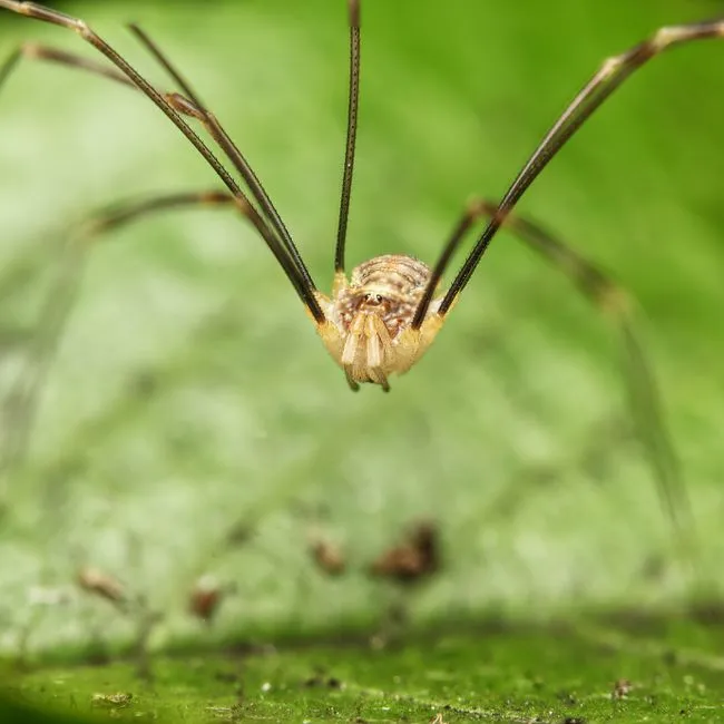 The Common Species You're Likely to Find Indoors (Image Credits: Pexels)