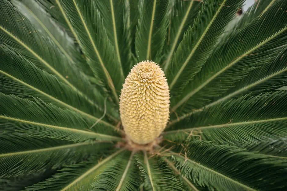 1. Sago Palm: The Deadliest Ornamental in the Yard (Image Credits: Pexels)