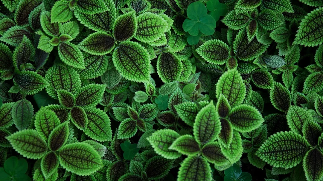 Which Plants Are Actually Prone to Magnesium Deficiency (Image Credits: Unsplash)