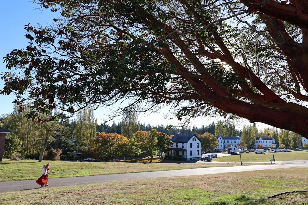 Pacific Madrone (Arbutus menziesii): Sculpture With Leaves (Image Credits: Unsplash)
