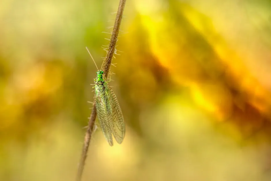 How to Encourage Beneficial Insects to Keep Laying in Your Garden (Image Credits: Pexels)