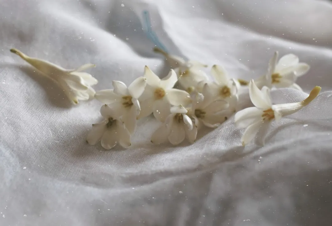 4. Tuberose (Polianthes tuberosa): The Perfumer's Muse (Image Credits: Unsplash)