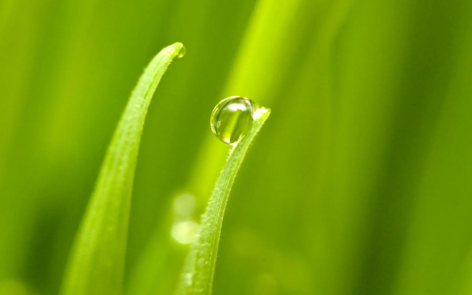 The Evolutionary Parasite Theory (Dew on cat grass
Uploaded by AVIA BavARia, CC BY 2.0)
