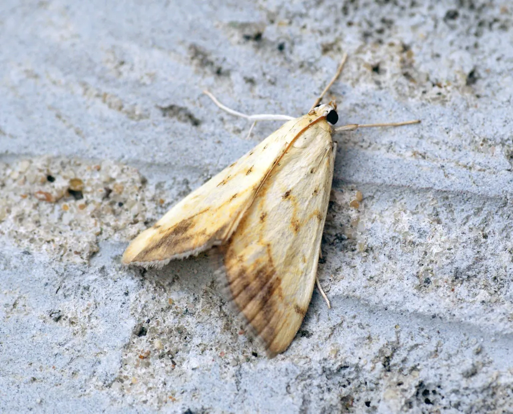 Ignoring the Pheromone Plume and Air Currents (Bennyboymothman, Flickr, CC BY 2.0)