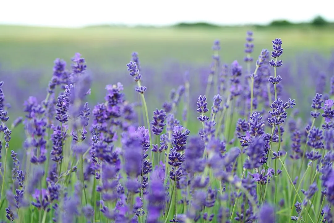 Lavender for Fragrance and Relaxation (Image Credits: Unsplash)