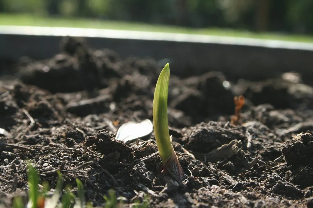 Planting Too Shallow (Image Credits: Unsplash)