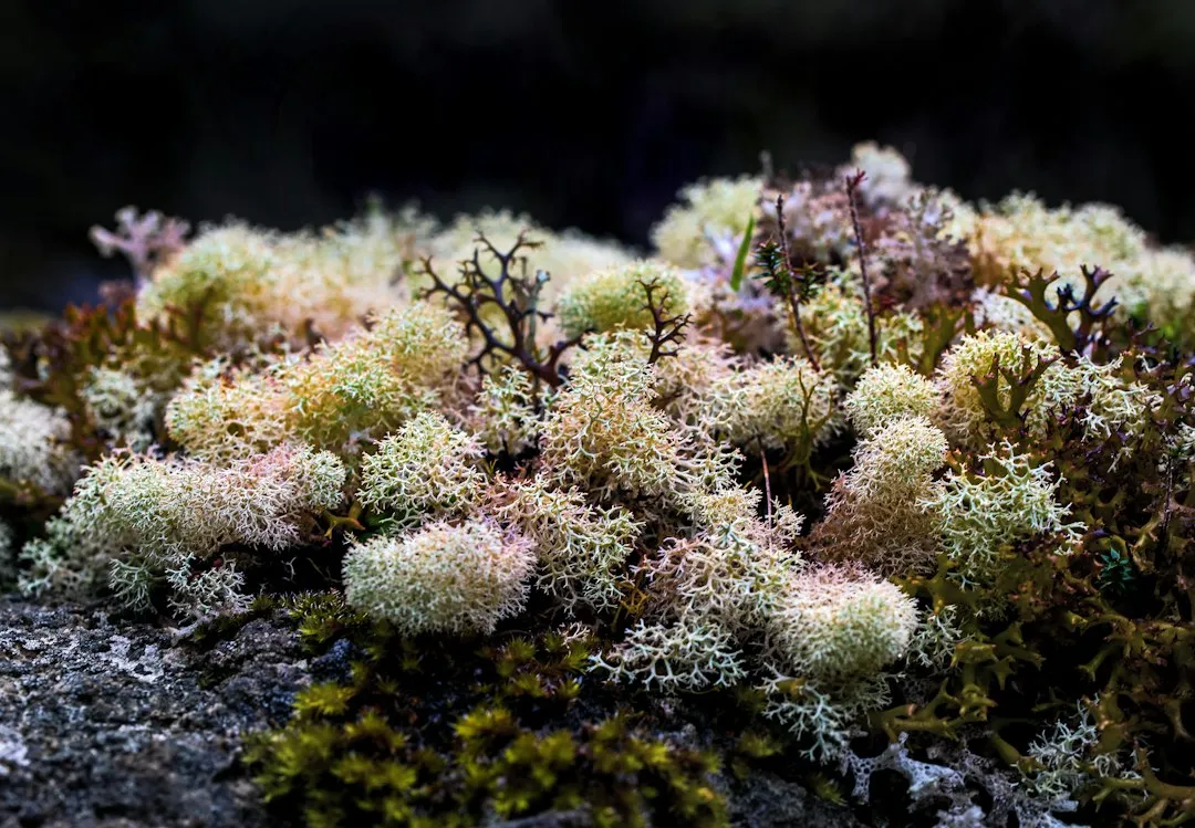 The Three Main Types You'll See on Bark (Image Credits: Unsplash)