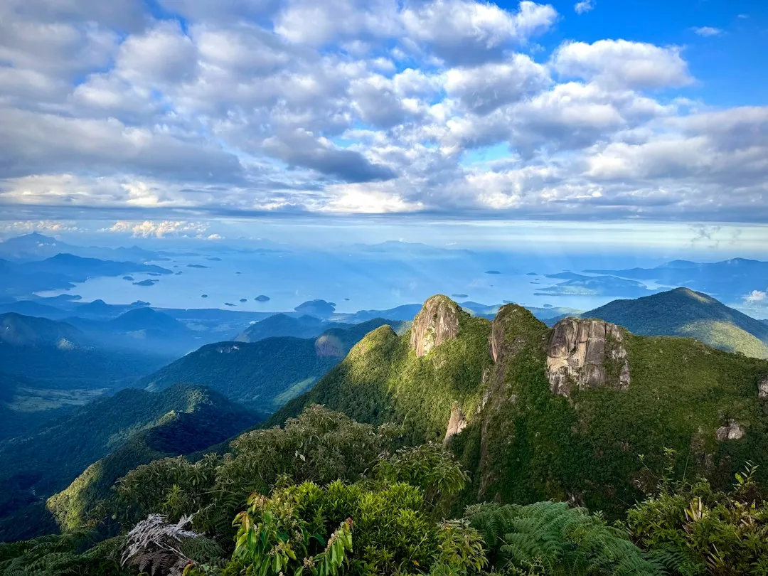 Its Origins in Brazil Explain Everything (Image Credits: Unsplash)