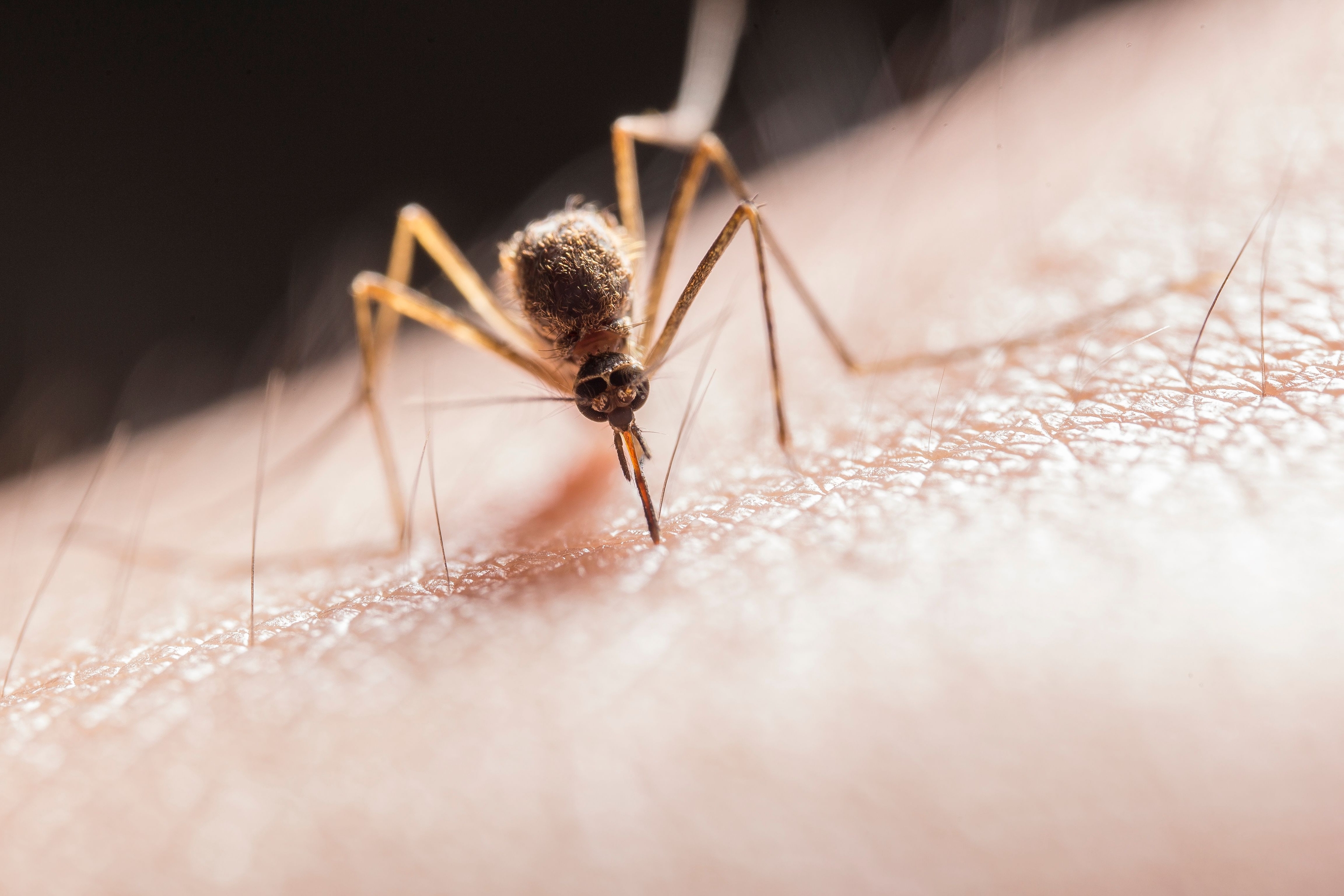 The 72-Hour Window After Heavy Rain When Your Garden Becomes a Mosquito Breeding Factory