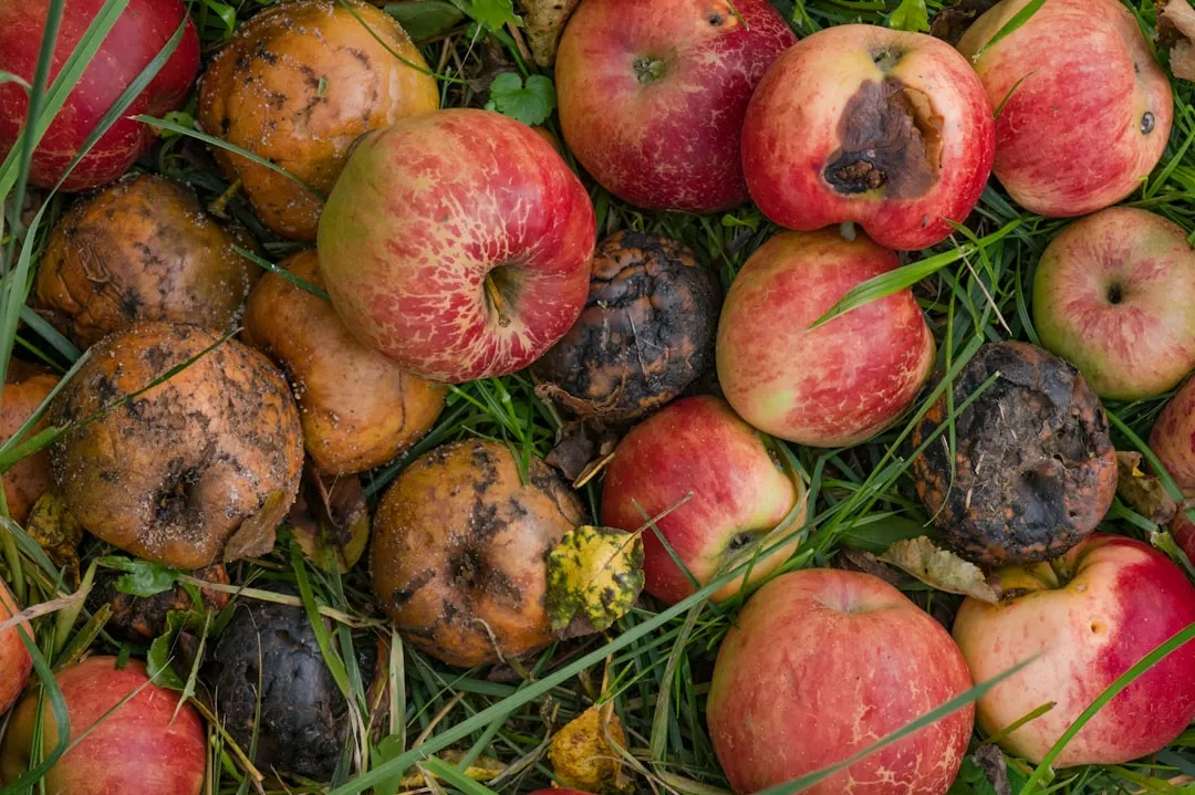 The Blossom End Rot Nuance You Need to Know (Image Credits: Unsplash)