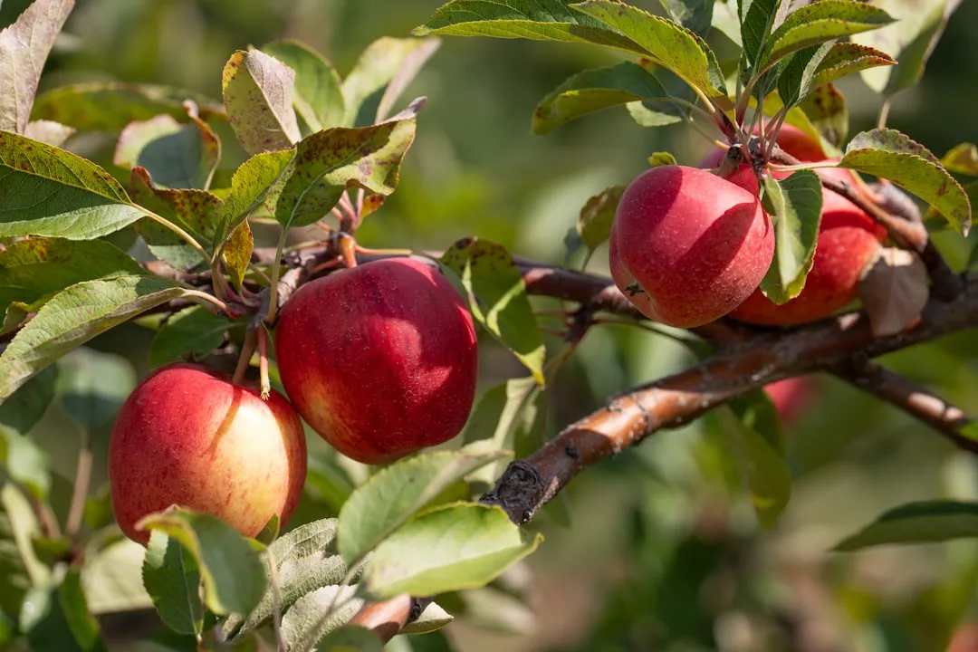 8. Nectarine: The Peach's Smooth-Skinned Sibling (Image Credits: Unsplash)