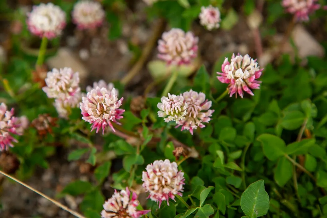 A Lifeline for Pollinators (Image Credits: Unsplash)
