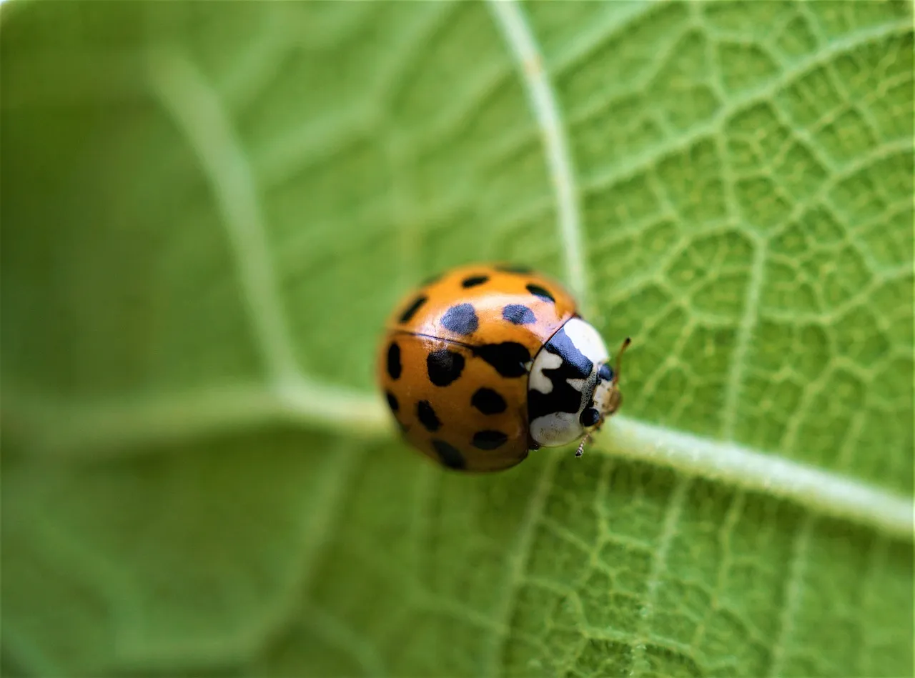 Modern Agriculture: From a Glowing Leaf to a Sensor-Driven Farm (Image Credits: Pixabay)