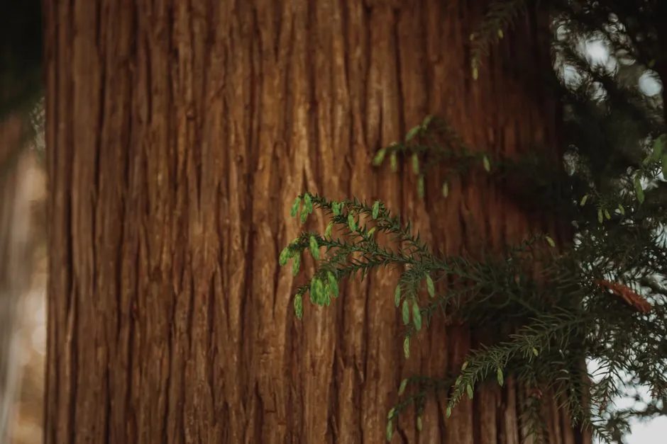 Western Red Cedar (Thuja plicata): Aromatic and Ancient (Image Credits: Pexels)