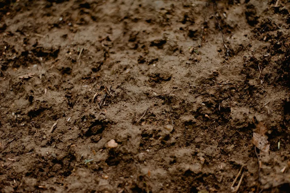 Compacted Soil Starves Roots Even When Nutrients Are Present (Image Credits: Pexels)