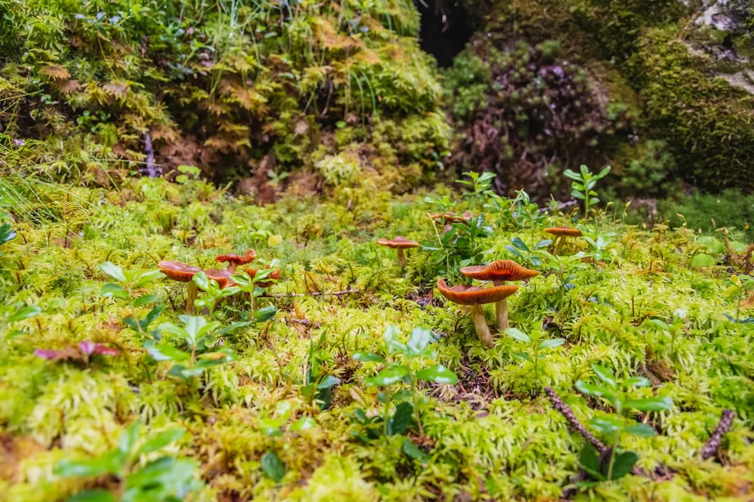 Moss Is a Symptom, Not the Problem (Image Credits: Unsplash)