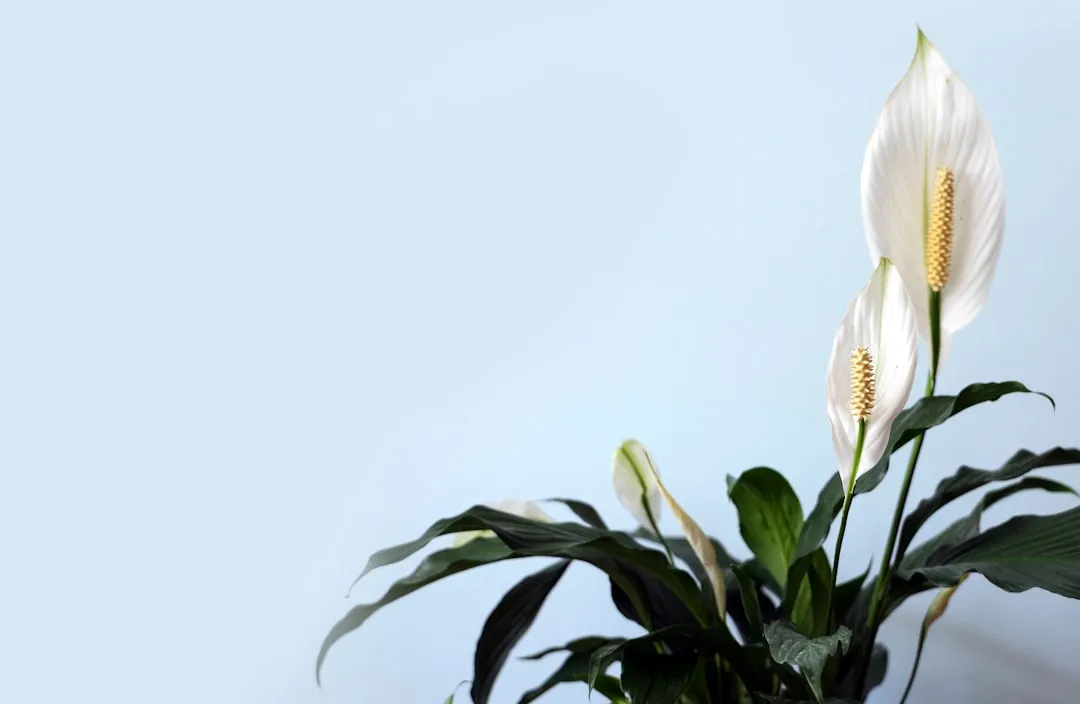 4. Peace Lily (Spathiphyllum): The Bloomer in the Shadows (Image Credits: Unsplash)