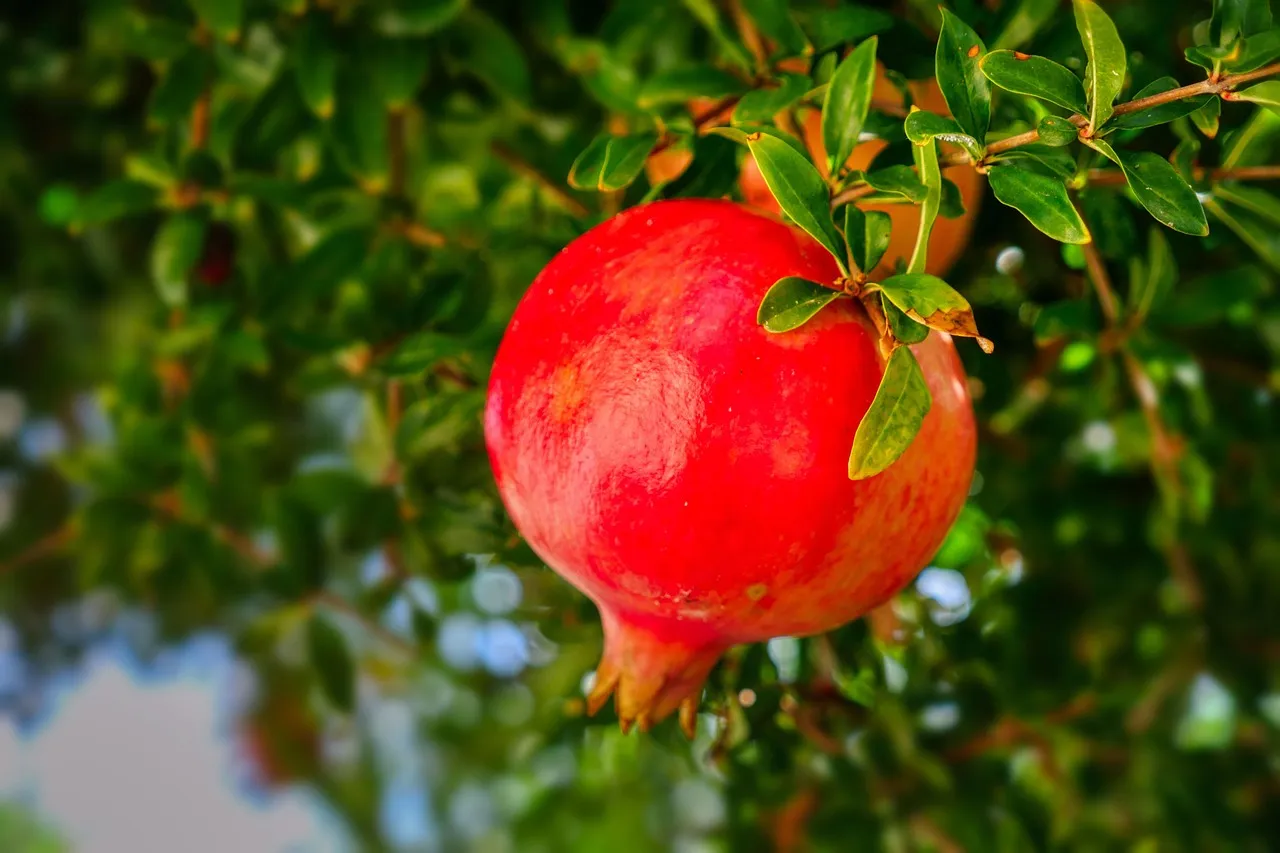 Pomegranates: Heat-Lovers That Earn Their Place (Image Credits: Pixabay)