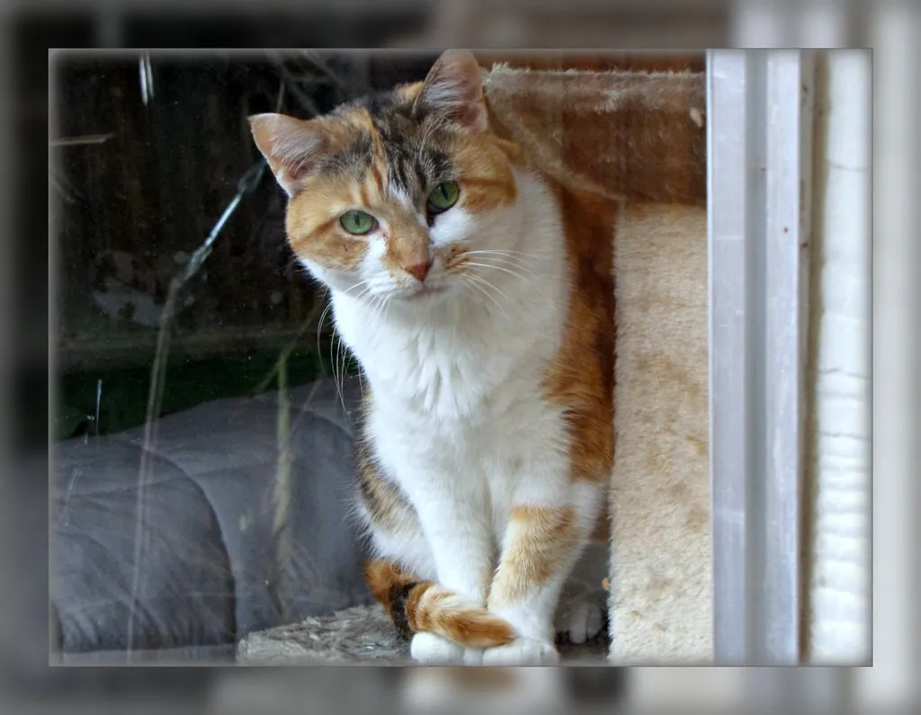 The Tail-Up Approach: Science Has Weighed In (Trish Hamme, Flickr, CC BY 2.0)