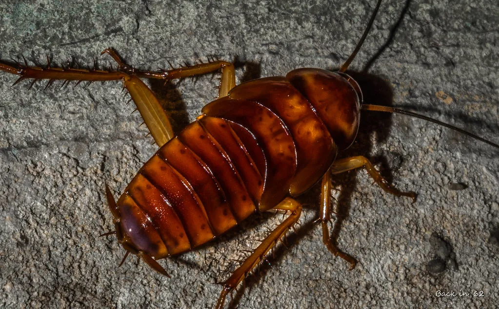 6. Cockroaches Emerging from Drains and Foundations (darkday., Flickr, CC BY 2.0)
